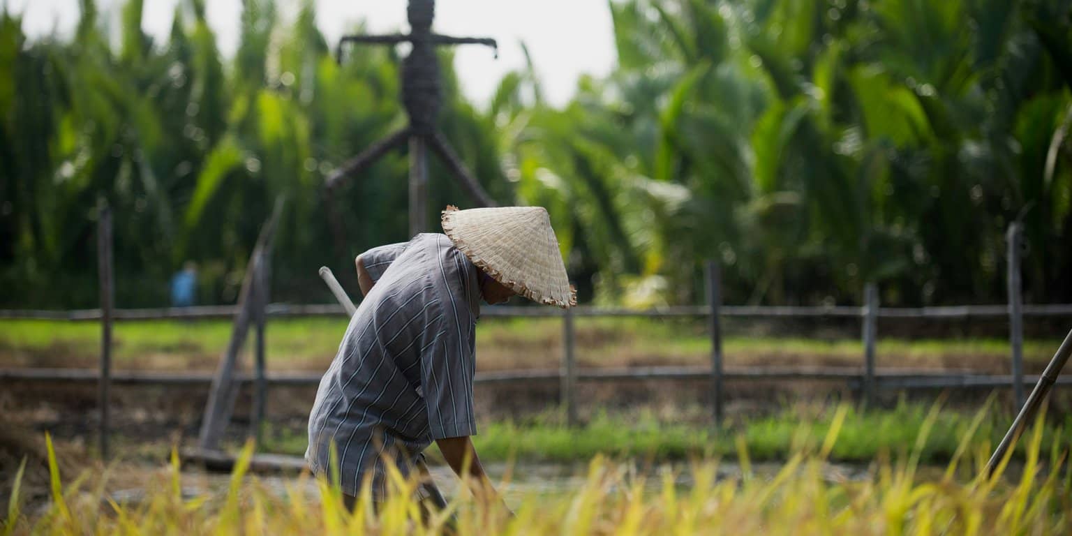 Farmer tending a rice field